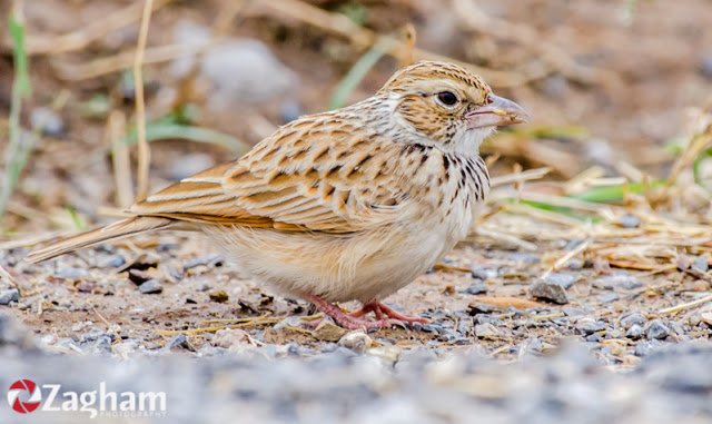 Indian Bushlark.jpg