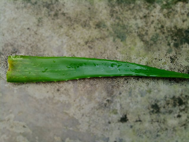 Aloe Vera5.jpg