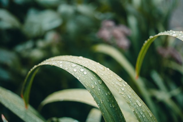 negative-space-nature-close-up-plant-water-droplets-on-leaf.jpg