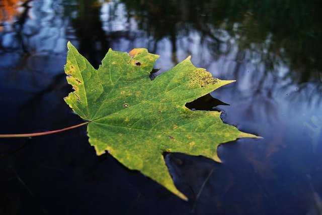 floating-leaf-jose-medina.jpg