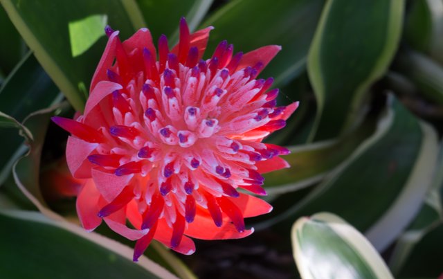 Bromiliad Flower.jpg
