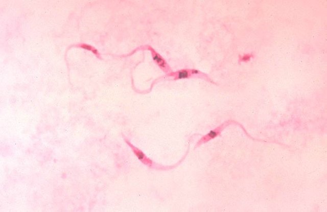 trypanosoma_cruzi_crithidia_m.jpeg