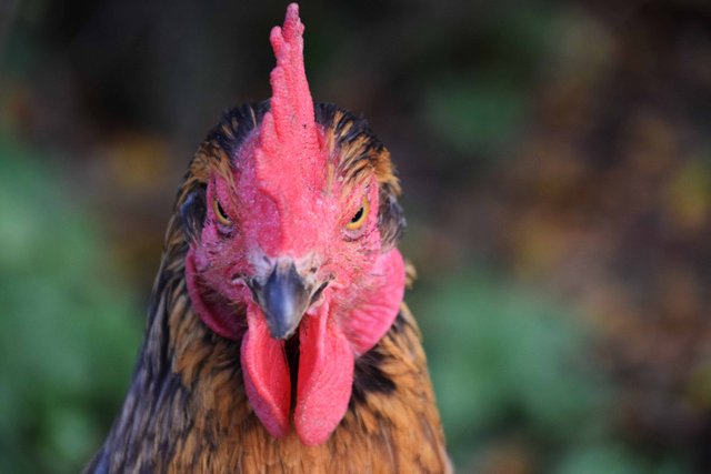 Angry Chicken.jpg
