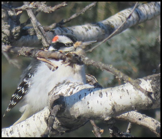 closeup young sap sucker in poplar branches.JPG