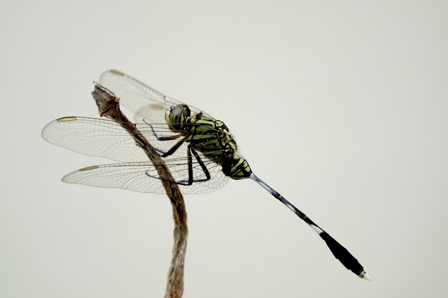 insect-6900940_1280.jpg