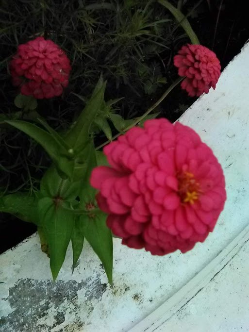 pink flower4.jpg