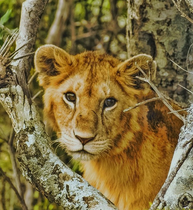 800px-Wildlife_at_Maasai_Mara_(Lion)-01.jpeg