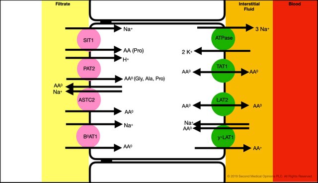 Picture Steemit Tubular Cell Neutral Aminoacids Transport 1.jpg