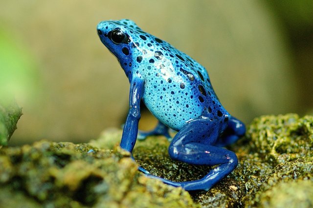 frog-1335022_1920.jpg