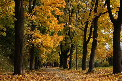 Waszyngton_Av,_autumn,_Krakow,_Poland.jpg