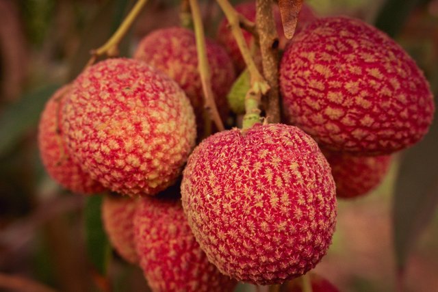 lychee-g74f8a1af4_1280.jpg
