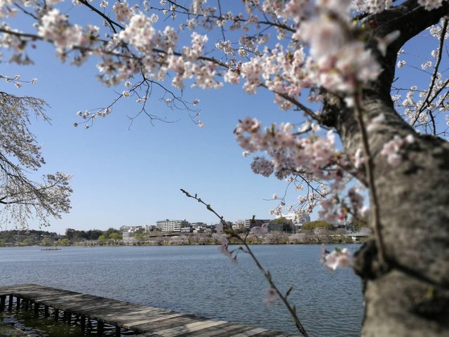 Sakura2.jpg