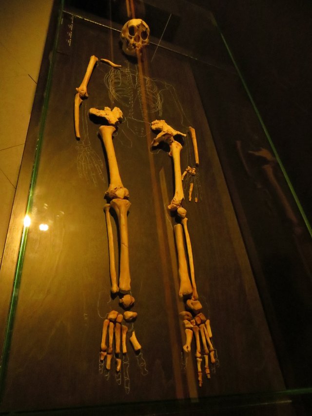 Homo_floresiensis_546.JPG