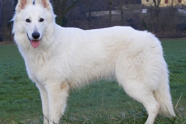 cho-berger-blanc-suisse-14-giong-cho-dep-nhat-the-gioi-600x400.jpg