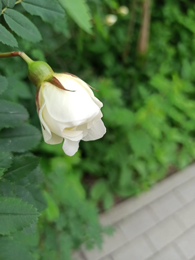 IMG_20250603_133934.jpg