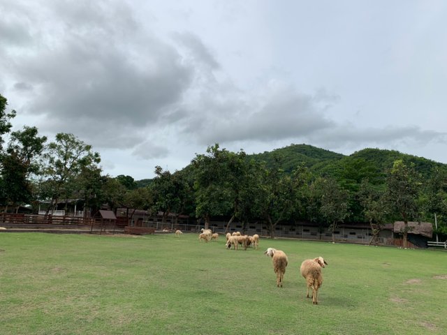 Alpaca Hill118.jpg