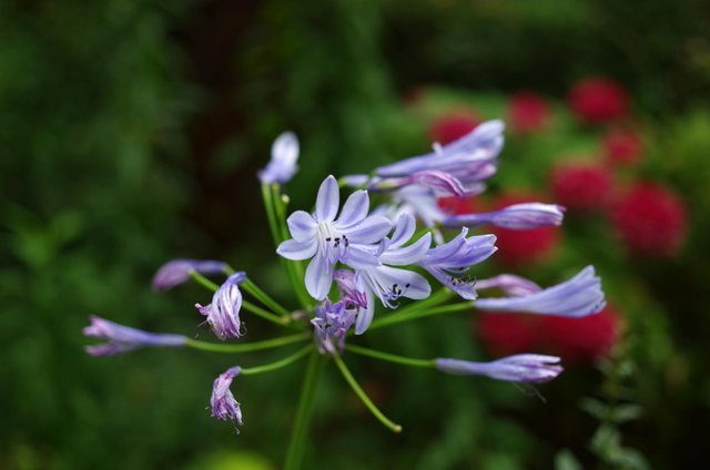 TtW_BlaueBlume201908_01.jpg