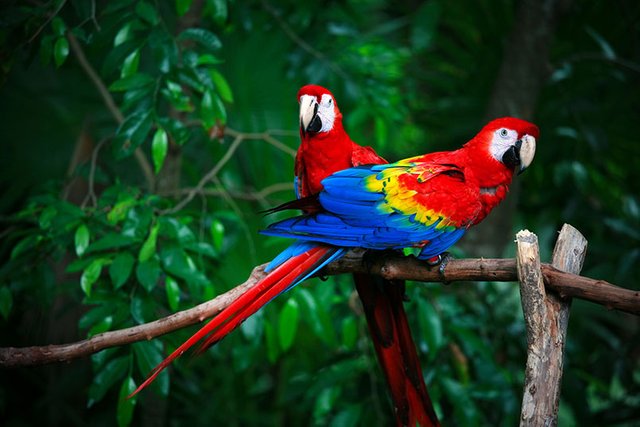 fotos-de-guacamayas-12.jpg.imgo.jpg