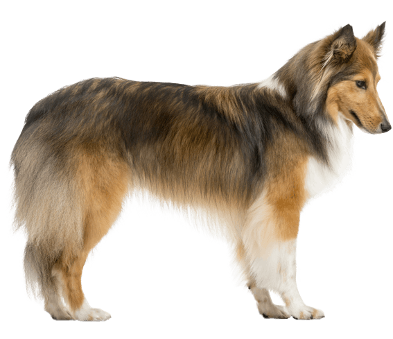 shetland-sheepdog.png