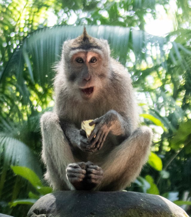 Monkey Sanctuary_1.jpg