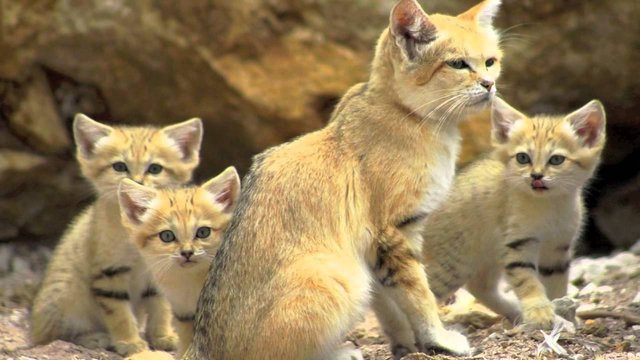 sand-cat.jpg