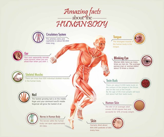 amazing-facts-about-the-human-body_535a0ad0e6eaf_w1500.jpg