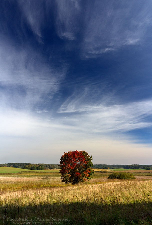 PA011-Landscape_with_tree.jpg