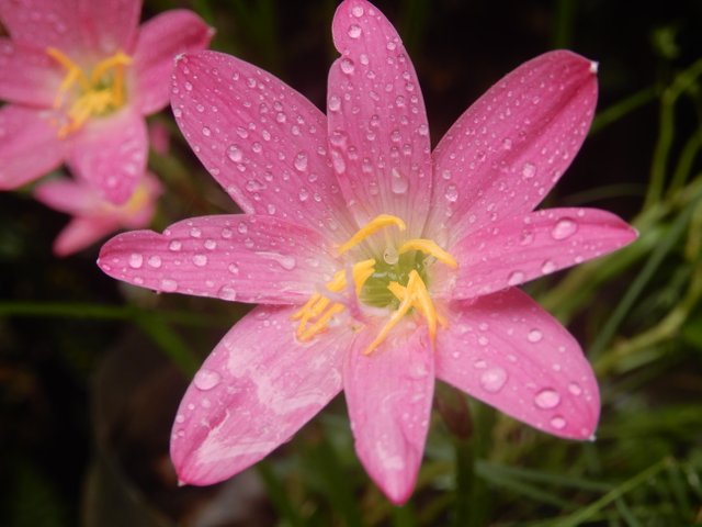 Lily Flower 3.JPG