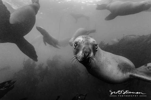 Stellar Sea lion-1.jpg