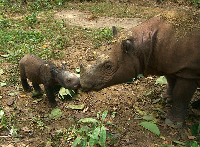 SumatranRhino_MomBaby2_USE.jpg