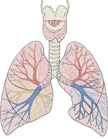 375px-Lungs_diagram_detailed.svg.png