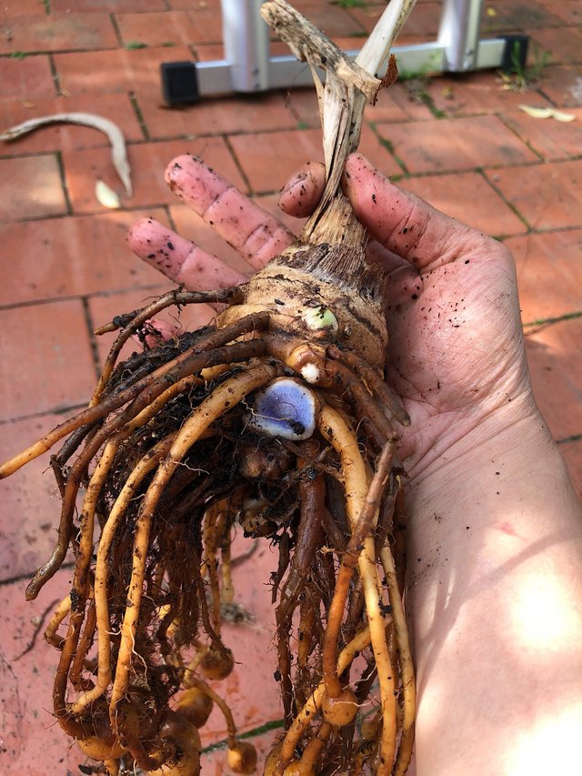 Large black turmeric rhizome