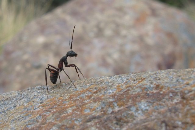 ant-697329_1280.jpg