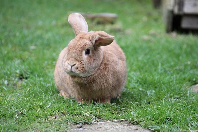 rabbit-705759_1920.jpg