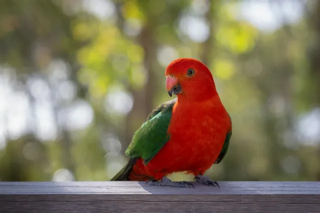 australian-king-parrot-8345064_1280.webp