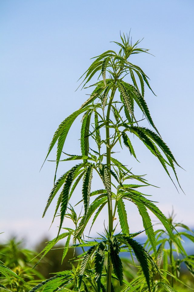 hemp-4359208_1280.jpg