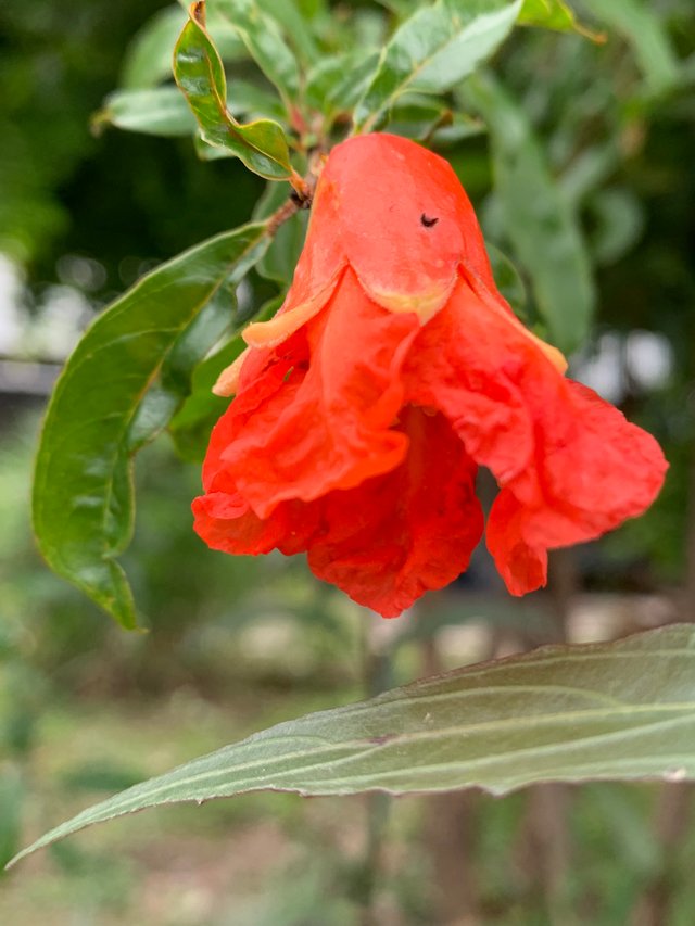 fruit8.jpg