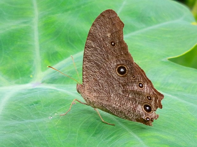 butterfly (3).jpg