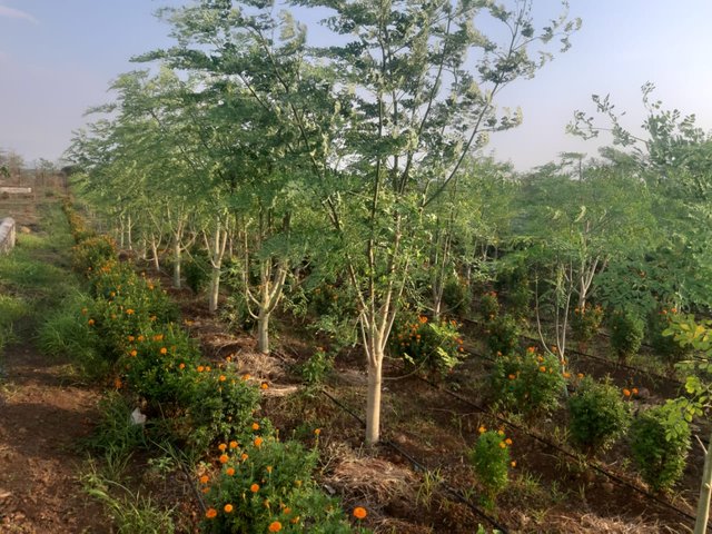 WhatsApp Image 2021-08-11 at 10.01.52 AM.jpeg