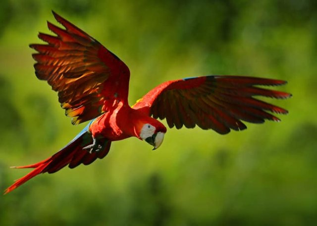 beautiful-scarlet-macaw-in-flight-768x548.jpg