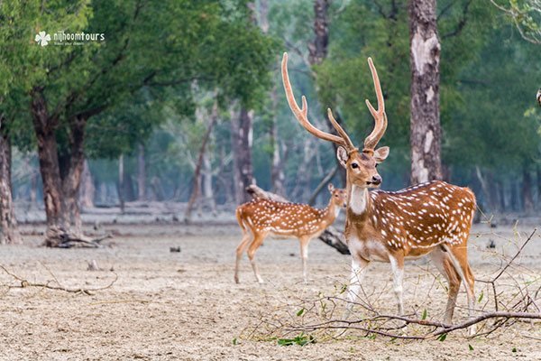 deer-sundarbans-raw-hasan-600-gpst.jpg