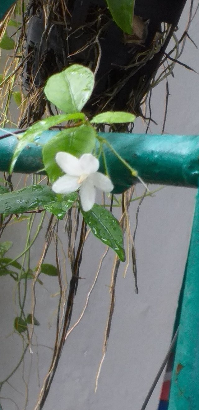white flower14.jpg