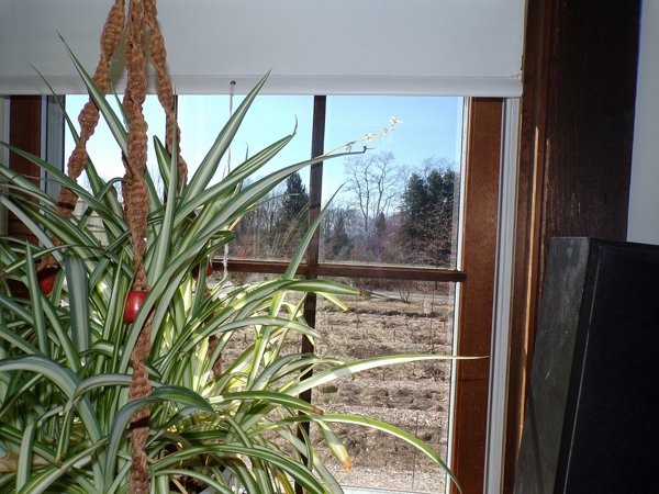 Spider plant flowering crop March 2020.jpg