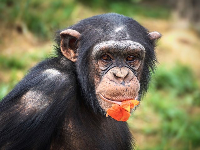 chimpanzee-3703198_1280.jpg