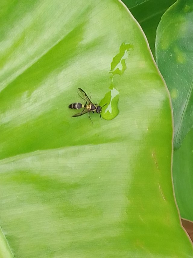 Abeja tomando agua.jpg