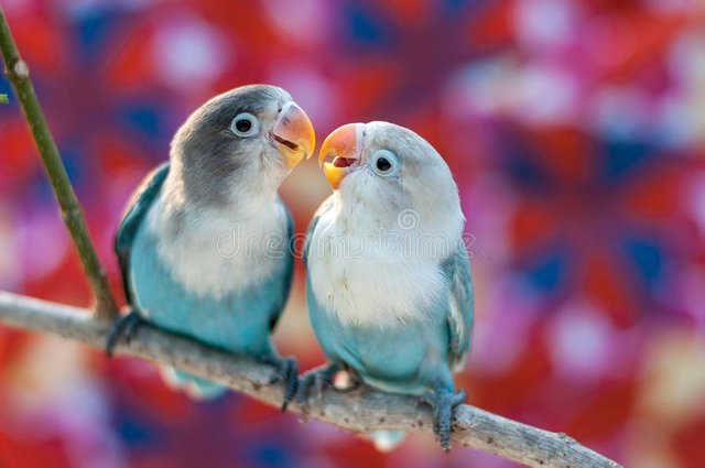 love-birds-colorful-background-61784122.jpg