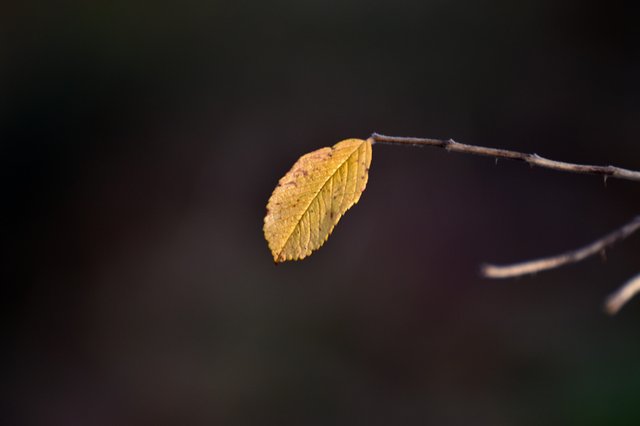yellow leaf bokeh.jpg