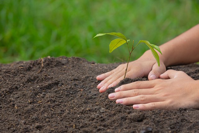 close-up-picture-hand-holding-planting-sapling-plant.jpg