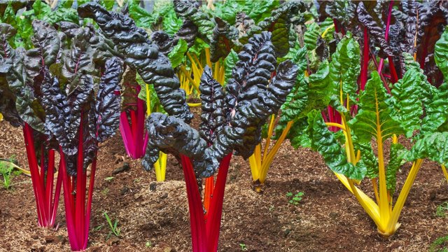 Swiss-Chard.jpg