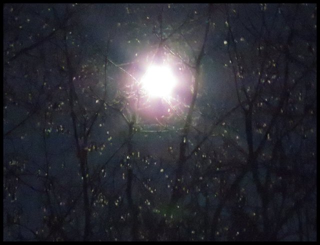 rays of bright full moon highlights seeds of maples pink ring around moon.JPG